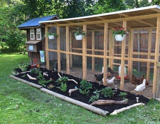 100 top idées de poulaillers pour la prise en charge de vos poulets 72