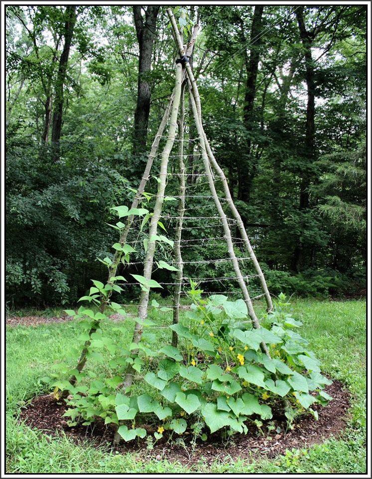 100 top idées pour faire un jardin potager 78