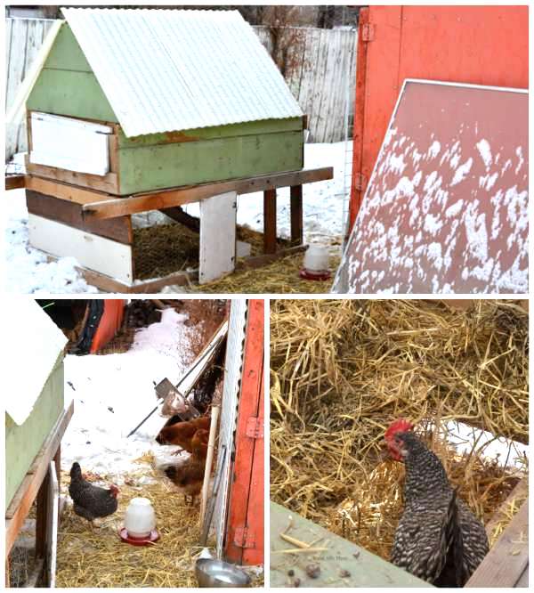 100 top idées de poulaillers pour la prise en charge de vos poulets 104