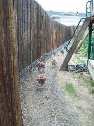 100 top idées de poulaillers pour la prise en charge de vos poulets 10