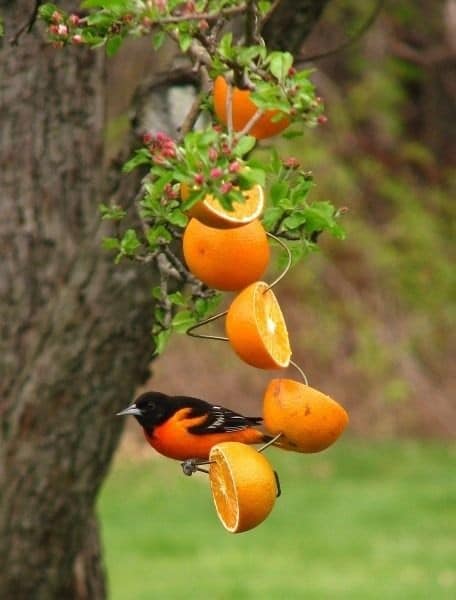 100 mangeoires a oiseaux faciles à faire soi-même pour faire des oiseaux des amis géants 18