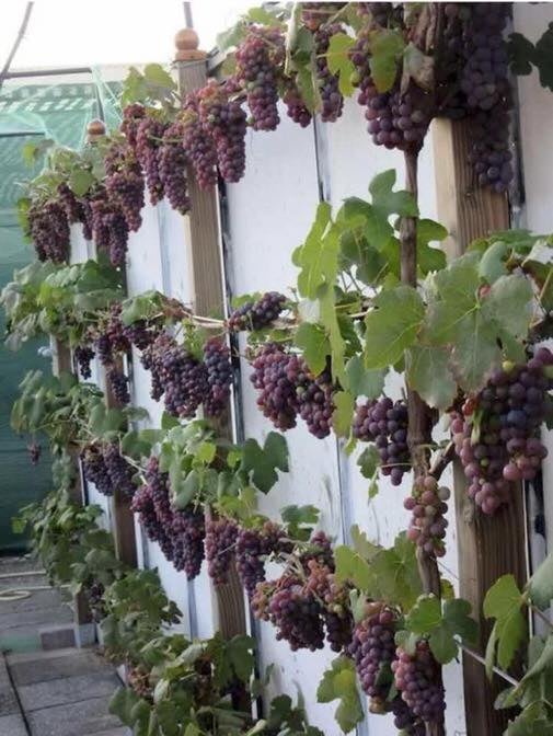 50 façons créatives de faire un jardin potager 2