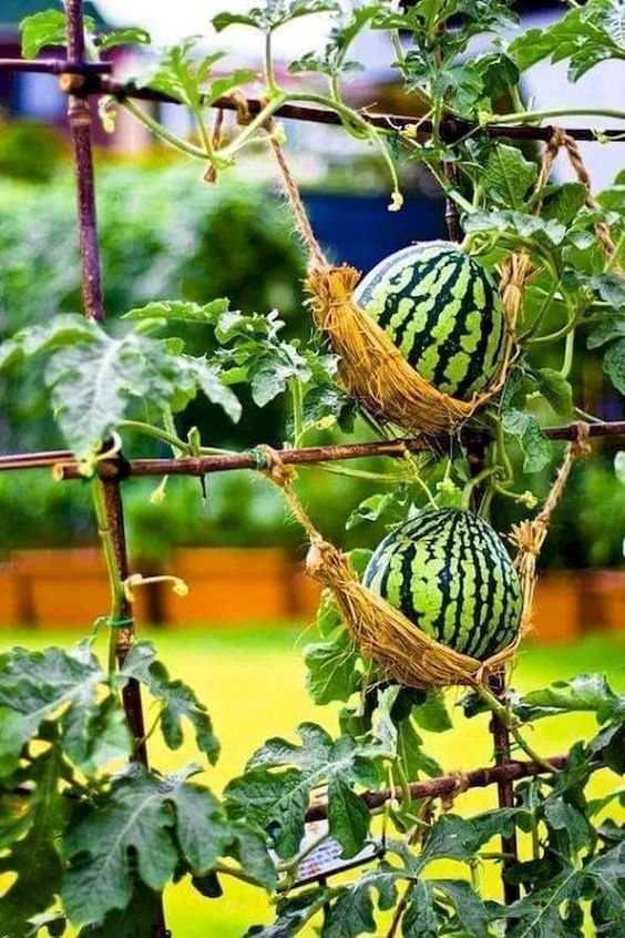 50 façons créatives de faire un jardin potager 6