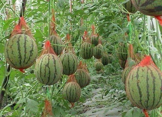 50 façons créatives de faire un jardin potager 10