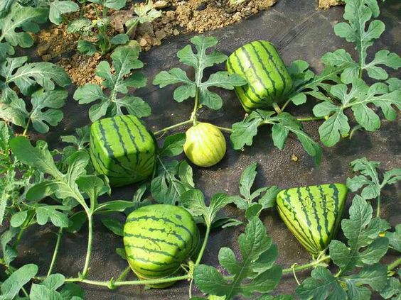 50 façons créatives de faire un jardin potager 11