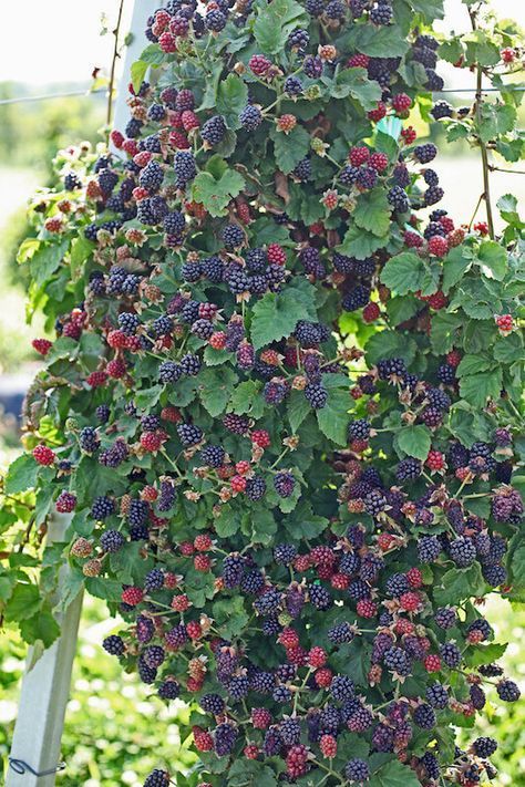 50 façons créatives de faire un jardin potager 12