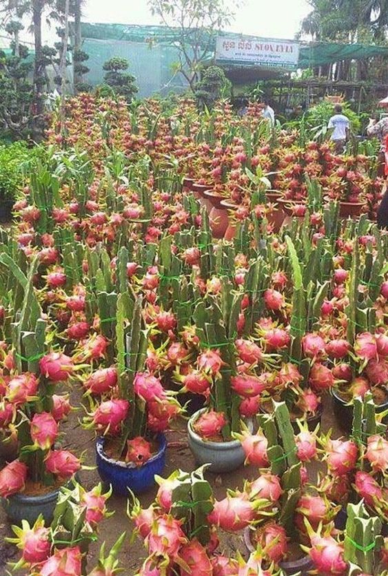 50 façons créatives de faire un jardin potager 16