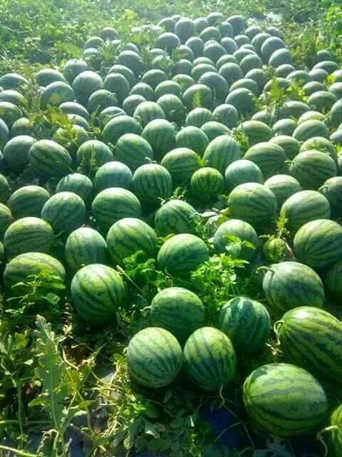 50 façons créatives de faire un jardin potager 19