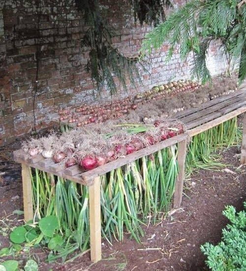 50 façons créatives de faire un jardin potager 22