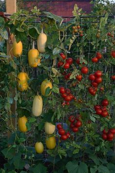 50 façons créatives de faire un jardin potager 28