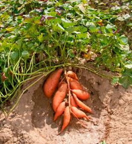 50 façons créatives de faire un jardin potager 30