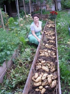 50 façons créatives de faire un jardin potager 32