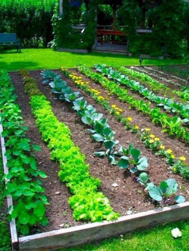 50 façons créatives de faire un jardin potager 47