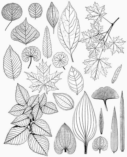 100 top idées & tutos de dessins de fleurs : pour apprendre à dessiner des fleurs 94