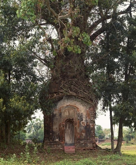 54 top idées de cabanes dans les arbres 21