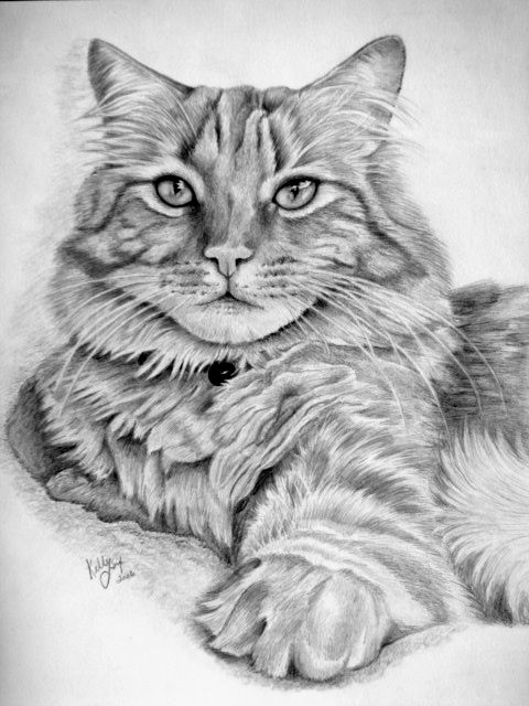 51 top idées & tutos de dessins de chat : pour apprendre à dessiner un chat 9