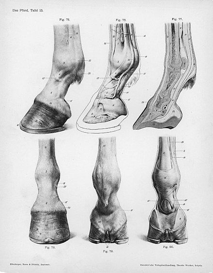 28 idées & tutos dessins de cheval : pour apprendre à dessiner des chevaux 21