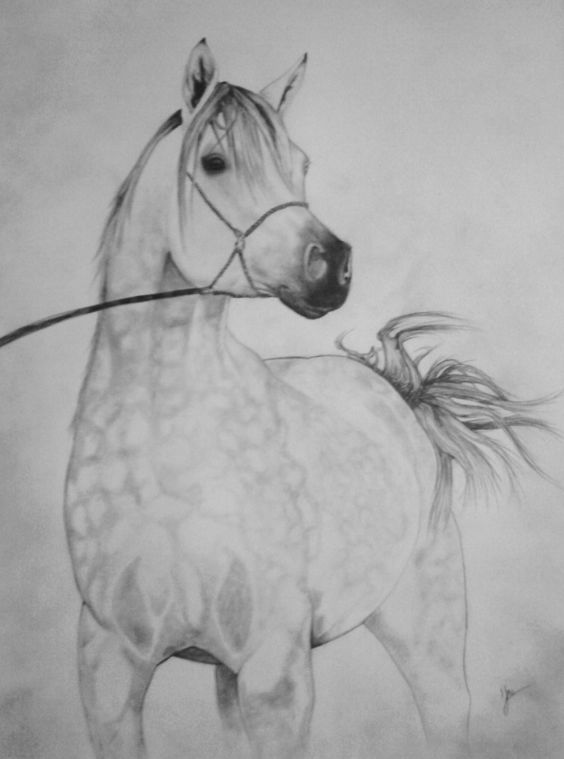 28 idées & tutos dessins de cheval : pour apprendre à dessiner des chevaux