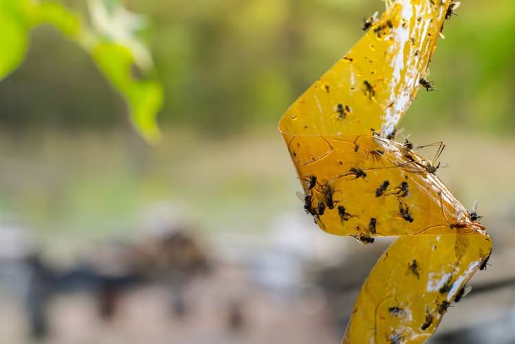 15 répulsifs à mouche naturels et faciles à faire 4