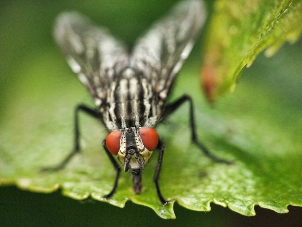 15 répulsifs à mouche naturels et faciles à faire 14