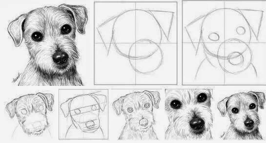 100 Top Idées & Tutos de Dessins de Chiens 14