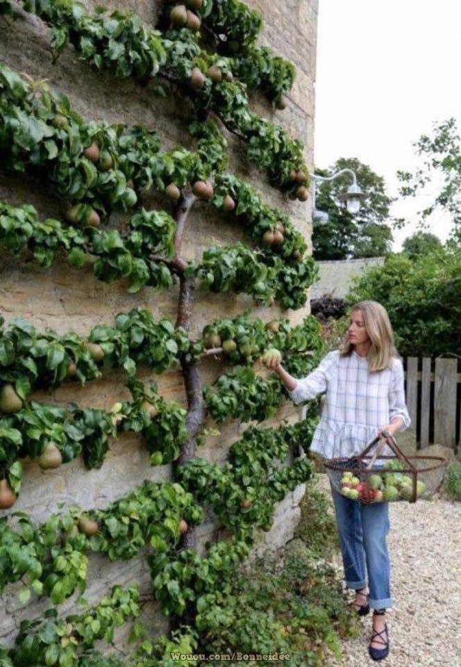 21 idées pour mettre un potager dans votre jardin 16