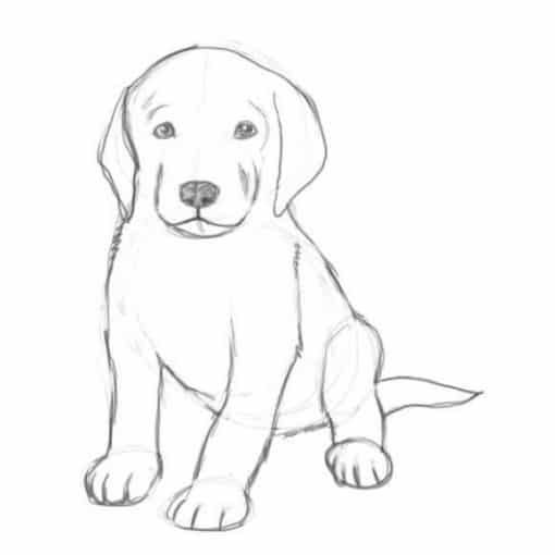 100 Top Idées & Tutos de Dessins de Chiens 2