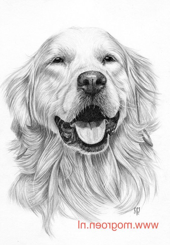 100 Top Idées & Tutos de Dessins de Chiens 21