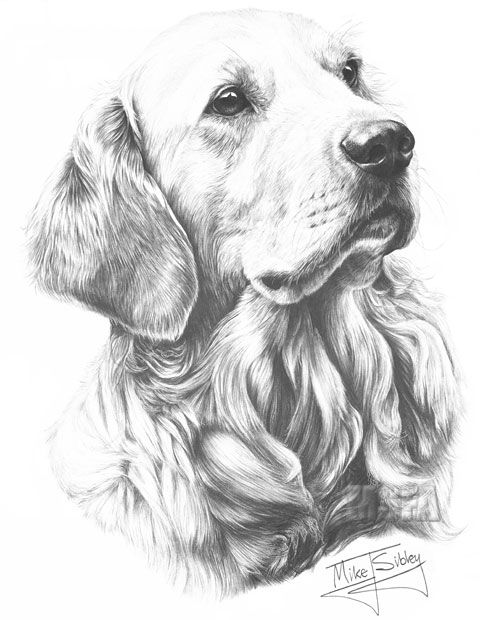 100 Top Idées & Tutos de Dessins de Chiens 52