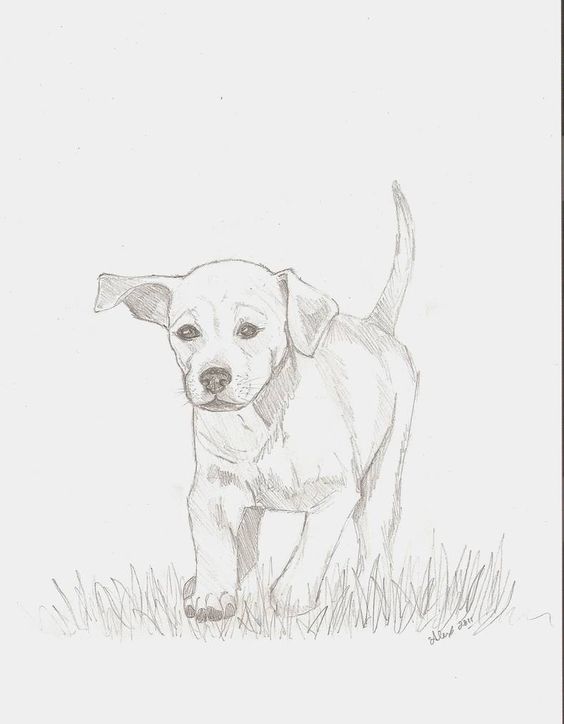 100 Top Idées & Tutos de Dessins de Chiens 7