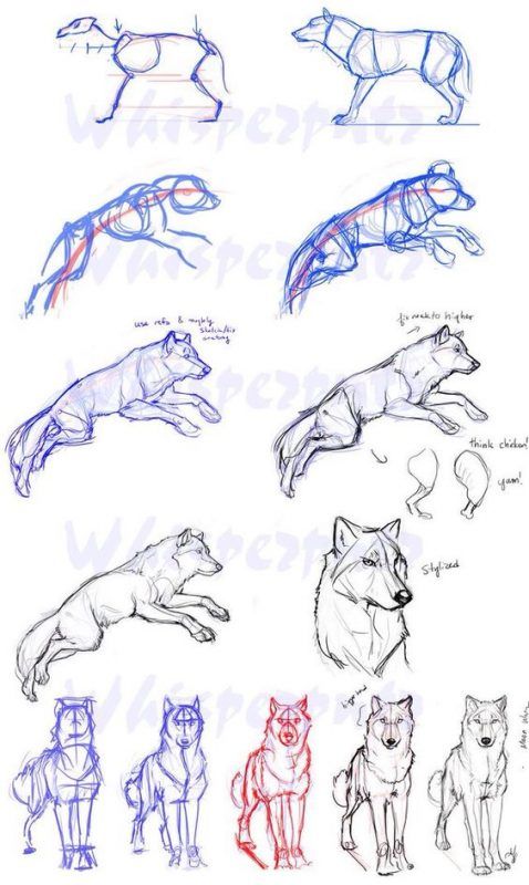 100 Top Idées & Tutos de Dessins de Chiens 77