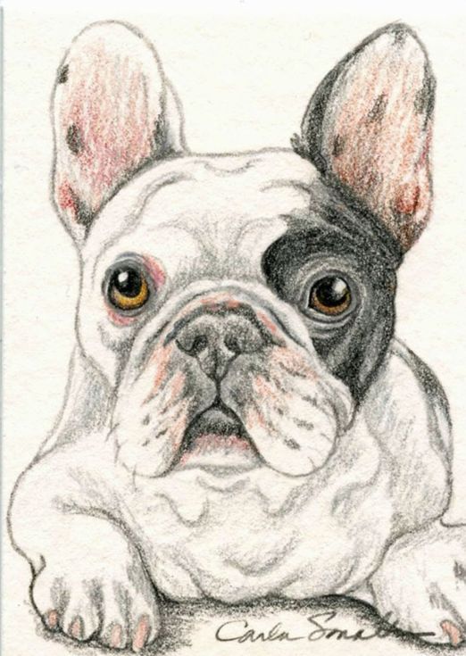 100 Top Idées & Tutos de Dessins de Chiens 83