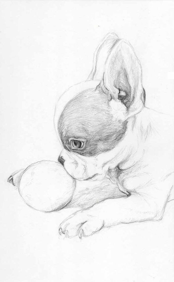 100 Top Idées & Tutos de Dessins de Chiens 87