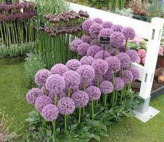 100 super idées pour embellir son jardin 124