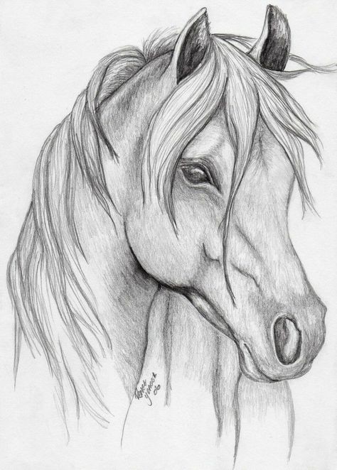 50 top idées de dessin de cheval 16