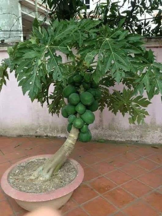 18 idées de fruits que vous pouvez cultiver en pot 13