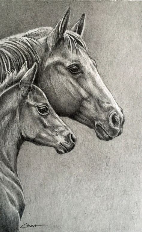 50 top idées de dessin de cheval 23