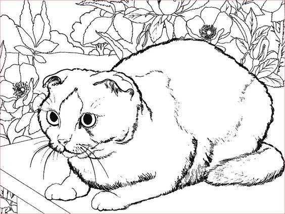 39 top idées de coloriages chat à imprimer 15