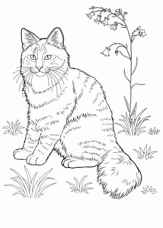 39 top idées de coloriages chat à imprimer 16