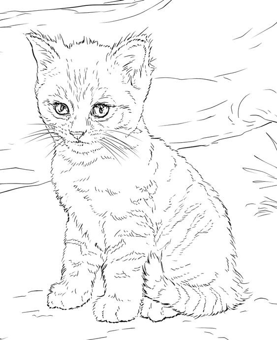 39 top idées de coloriages chat à imprimer 31