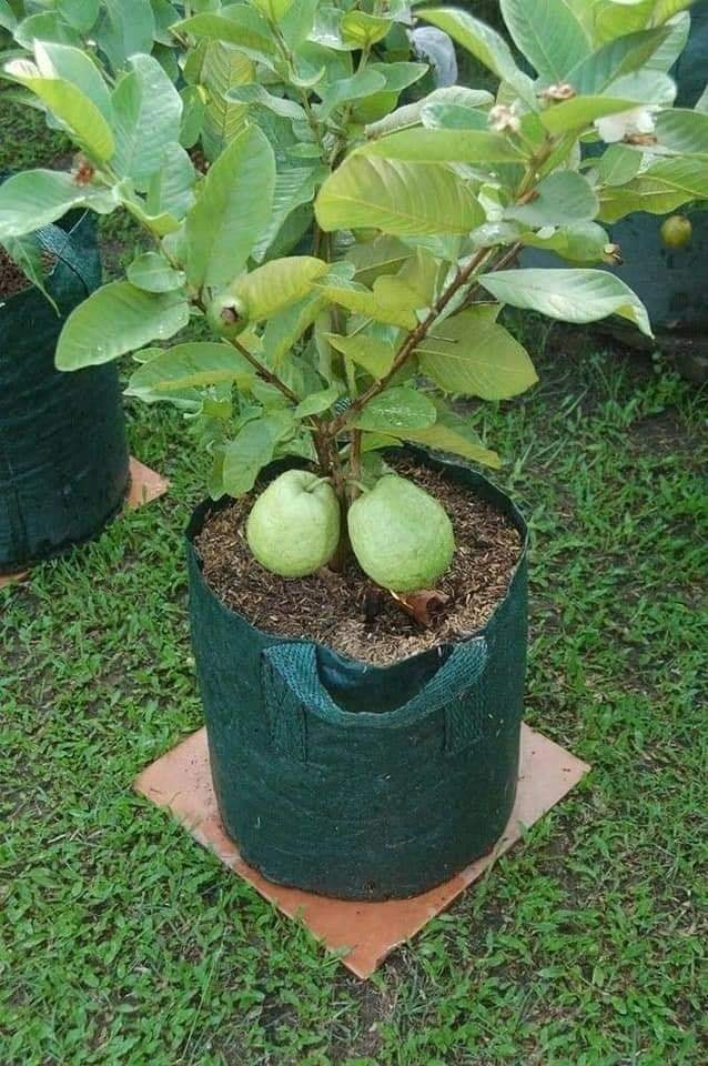 35 idées de fruits & légumes qui peuvent pousser en pot 30