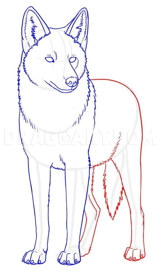 51 Coloriages Loup Gratuits à Imprimer 7