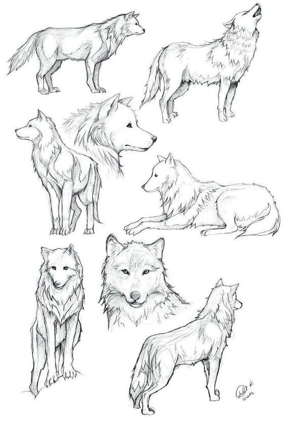 51 Coloriages Loup Gratuits à Imprimer 8