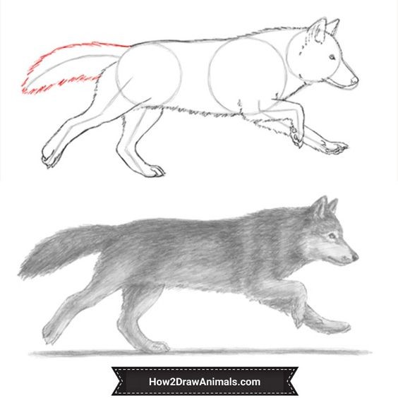 51 Coloriages Loup Gratuits à Imprimer 23