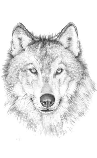 51 Coloriages Loup Gratuits à Imprimer 31