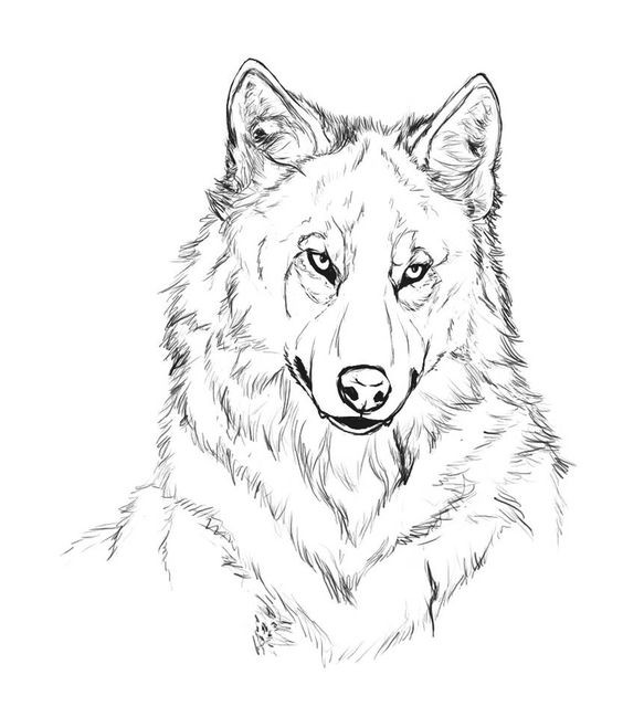 51 Coloriages Loup Gratuits à Imprimer 38