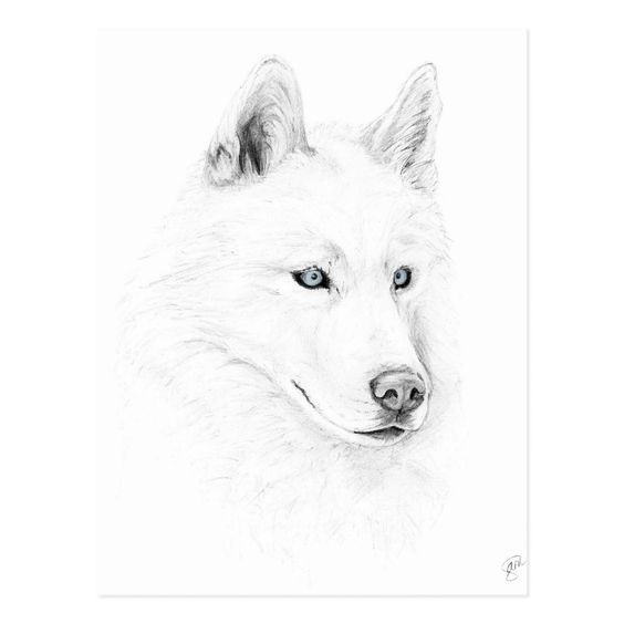 51 Coloriages Loup Gratuits à Imprimer 44