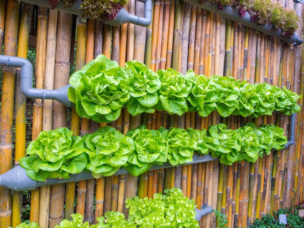 4 Raisons de créer une serre verticale dans son jardin 5