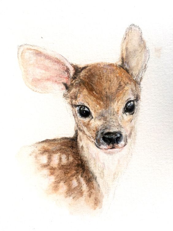 35 animaux à l'aquarelle pour apprendre à peindre des animaux 25