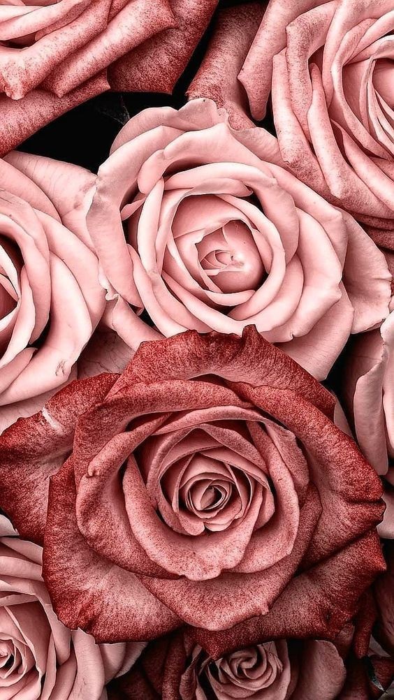 23 top idées de fonds d'écran roses 17